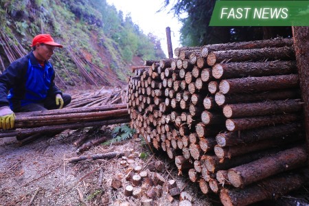 快讯：随着交易的恢复，中国木材公布了巨额利润