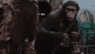 MooHumor: Apes Together Togemer