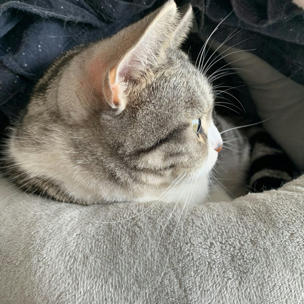 I wanna say thanks to my cat