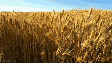 Wheat: When the backup plan has failed