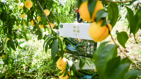 Chongqing Hongjiu Fruit Products Co., Ltd. launched the IPO, and Ali held the stock to sprint "the first share of fruit sales"