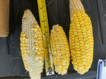 3 Reasons Why Corn Prices Surged to a Two-Month High