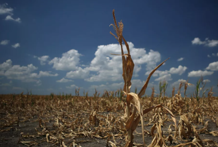 夏季乾旱對美國農作物造成巨大的損害