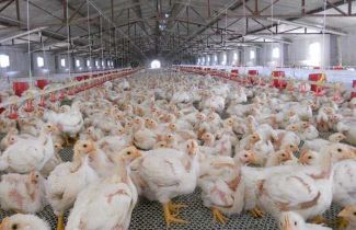 Why are chickens getting more pricey around the world?