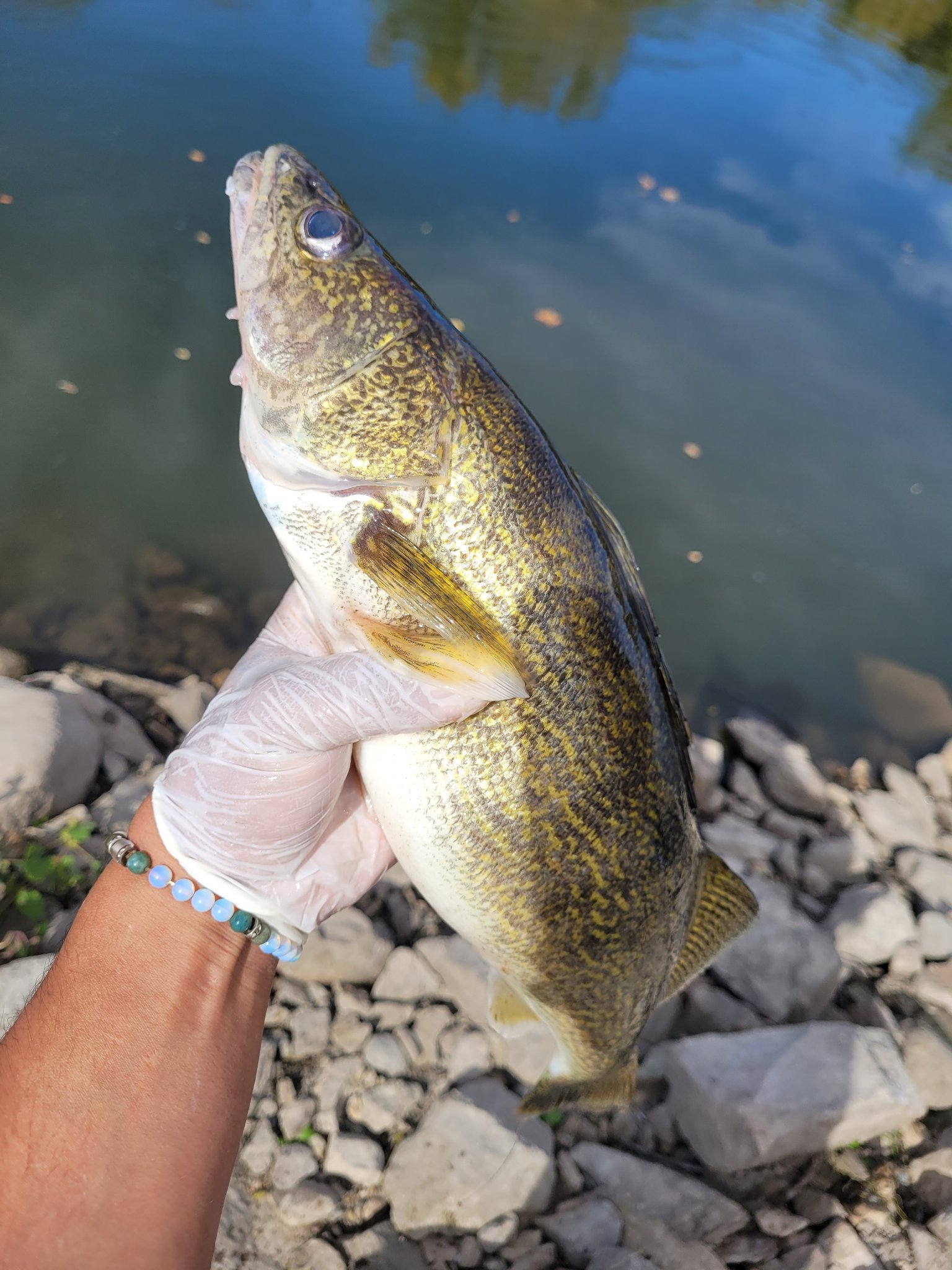 AMC 在轰炸直到我们爆炸同时... Walleye 在咬人