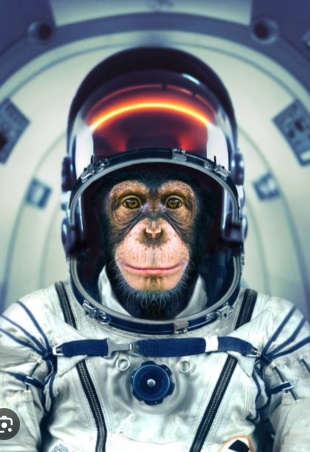 早上好 apes，穿上太空服为发射做准备！！！