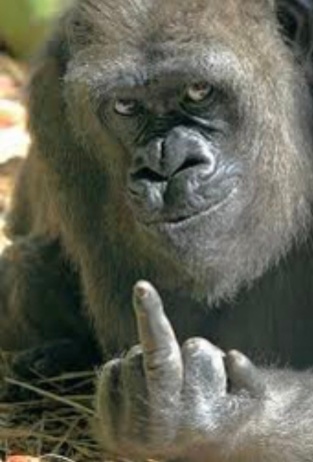 Kenny G,  a message from all us apes that hold amc !!!