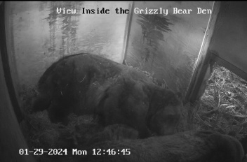 bears are always there, now they are just hibernating