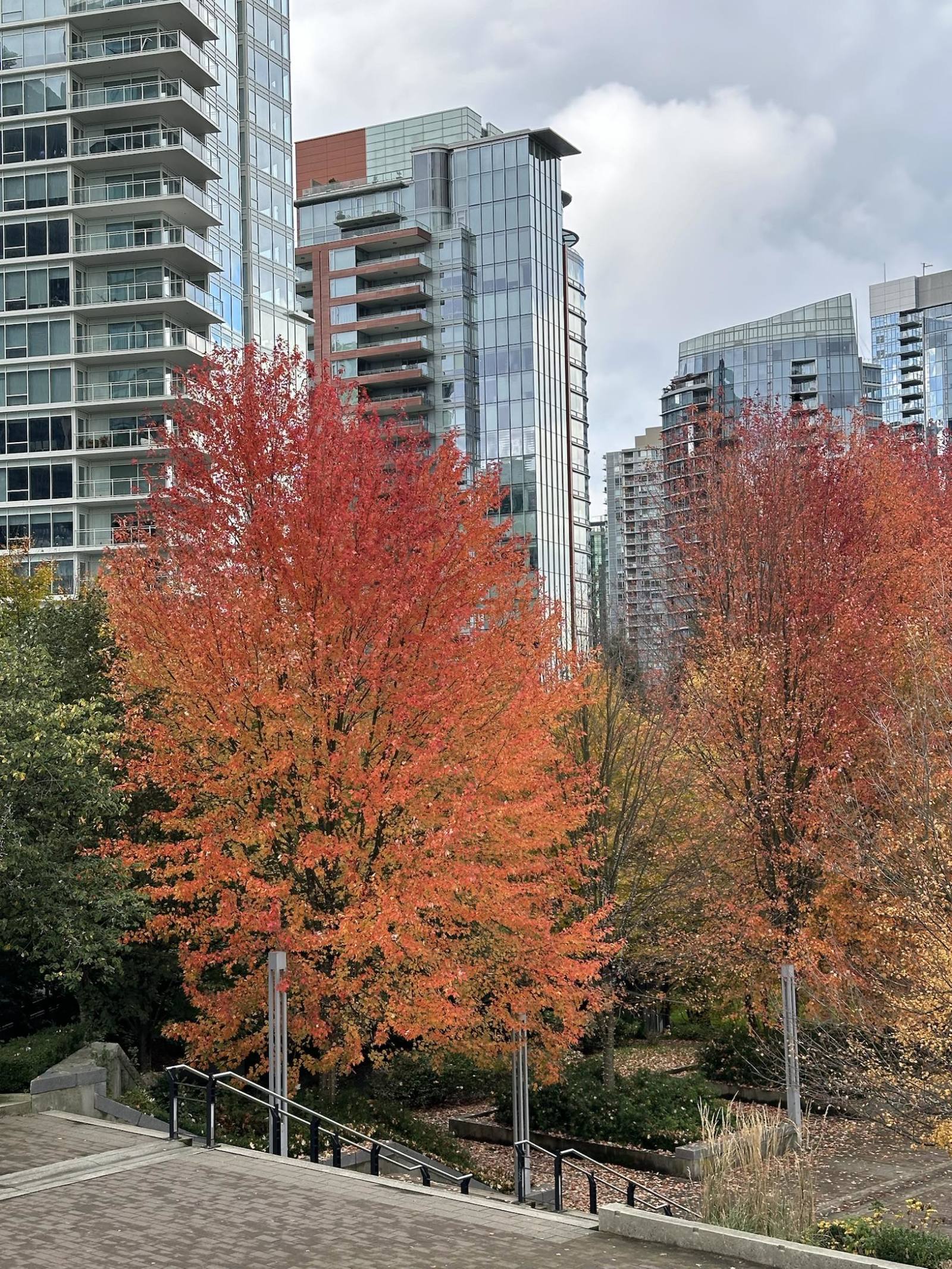 🍁加拿大🇨🇦秋日🍁