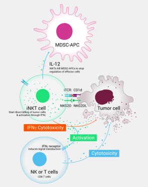 为什么MiNK Therapeutics在一夜之间暴涨？什么是iNKT电芯疗法？
