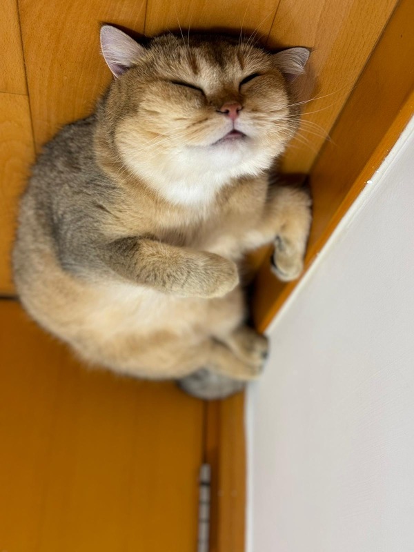 106079552のプロフィールページ - moomooコミュニティ