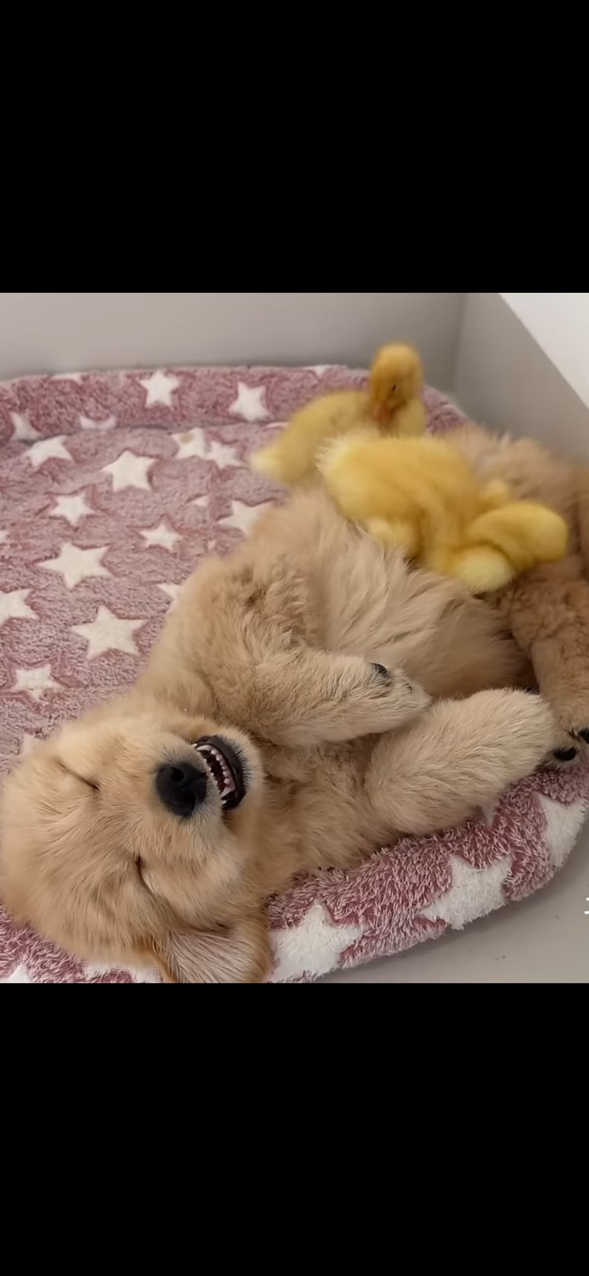 祝晚餐愉快！分享[ASMR] Funny golden retriever puppy wants to swim with the ducklings