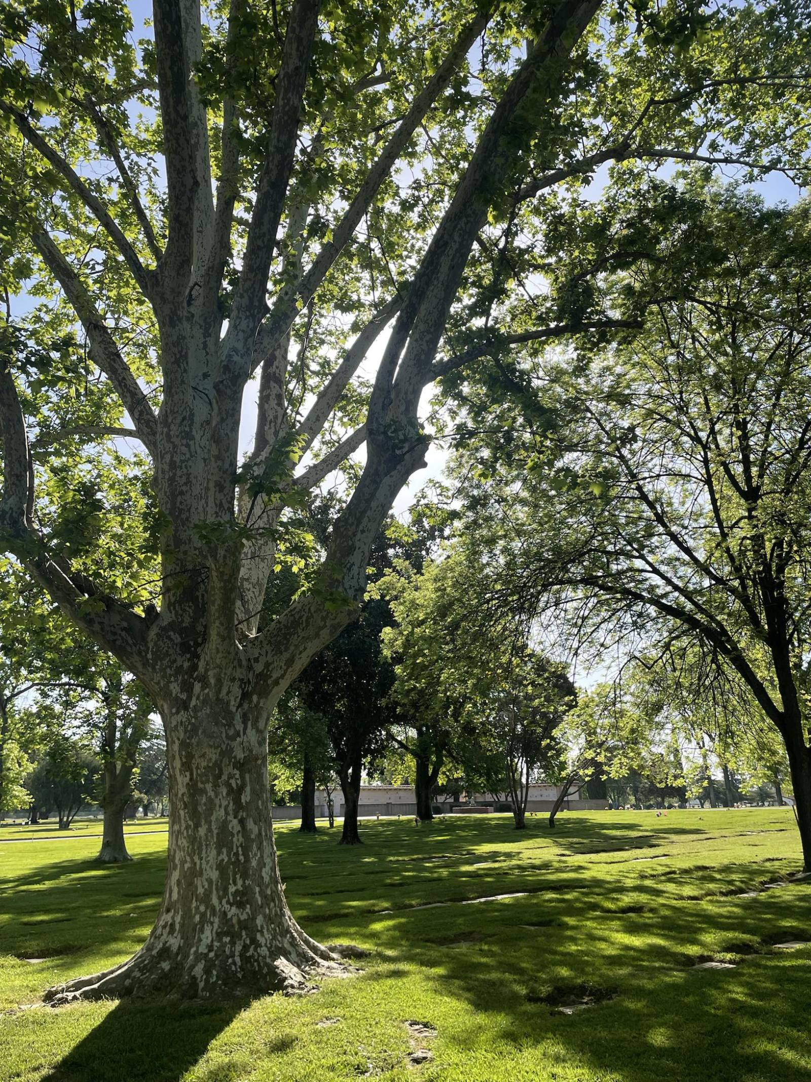 $瑞波幣 (XRP.CC)$ 恭喜所有從週日以來持有的人！[哇][得意] 我晨跑的美麗照片！🏃