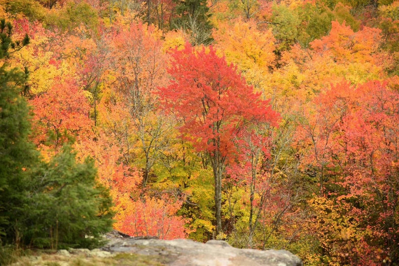 Fall Colour Ontario