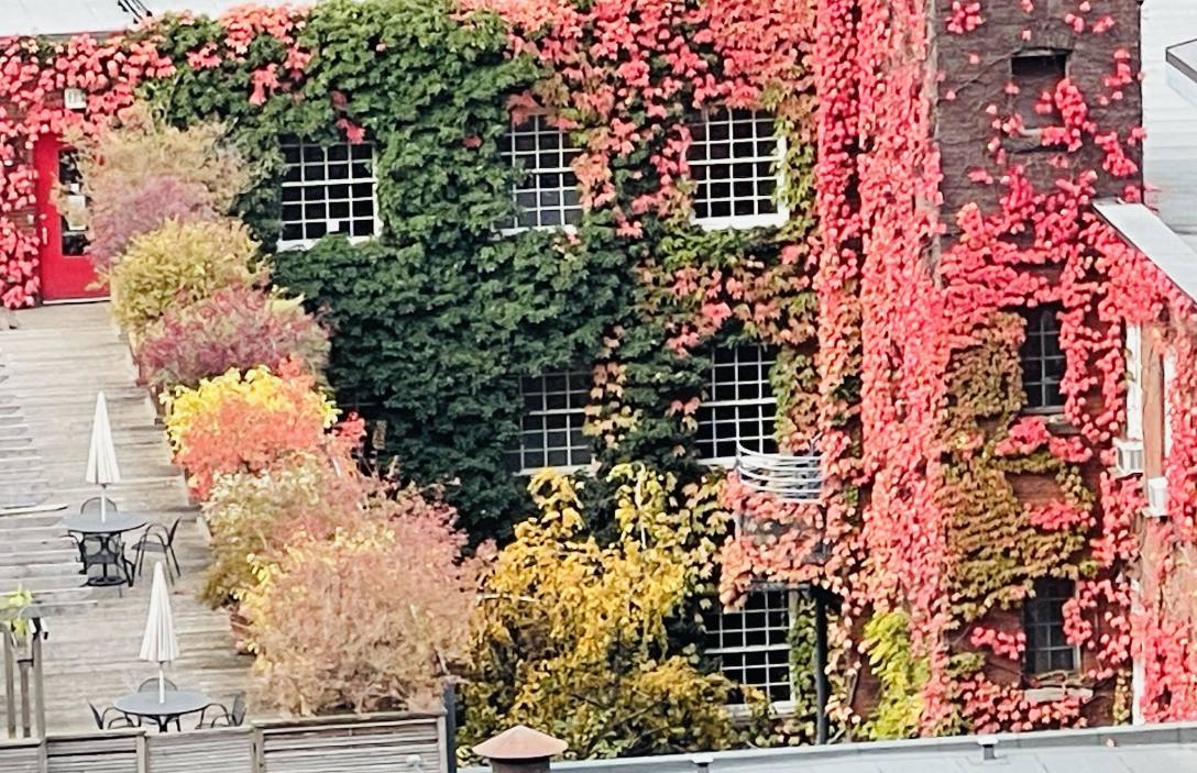 Beauty in the air and colour on the roof