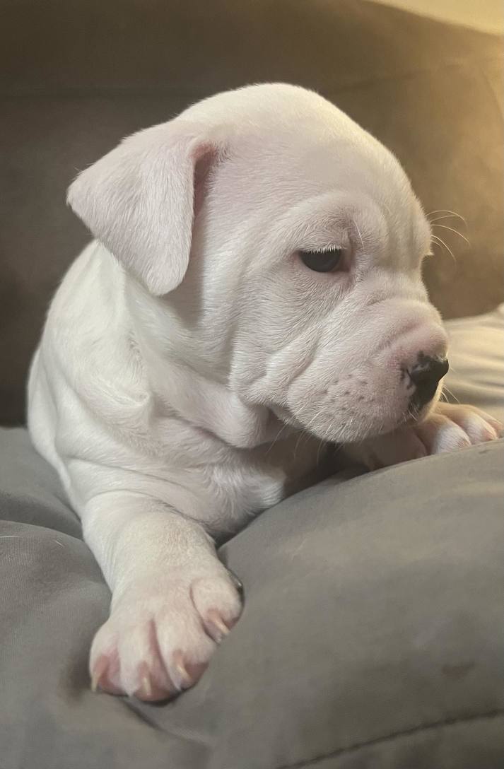 I just love SoFi, I named my puppy SoFi