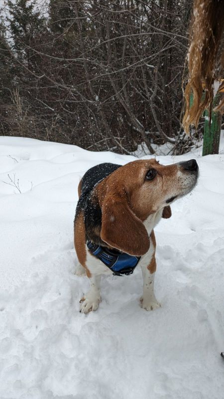 實驗室測試小獵犬變成心愛的家庭成員需要一顆新心臟