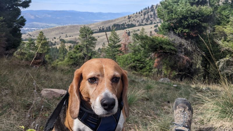 實驗室測試小獵犬變成心愛的家庭成員需要一顆新心臟
