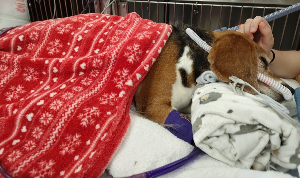 實驗室測試小獵犬變成心愛的家庭成員需要一顆新心臟