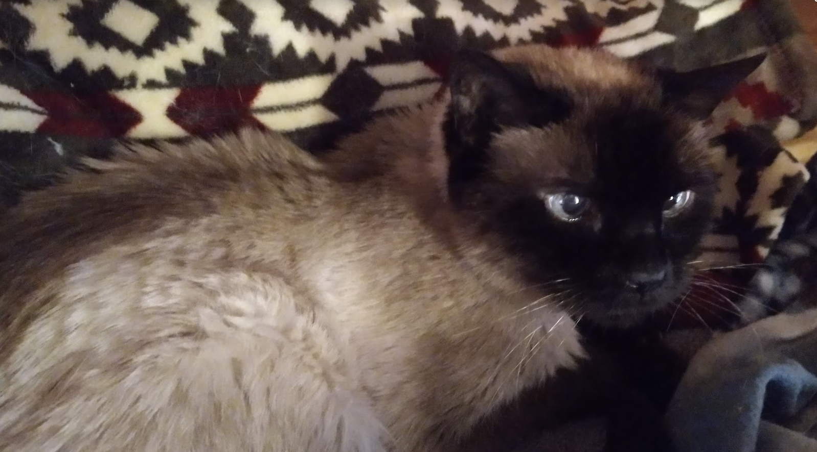 So incredibly handsome mósí "not a purebred", just after his 22st birthday in this photo.