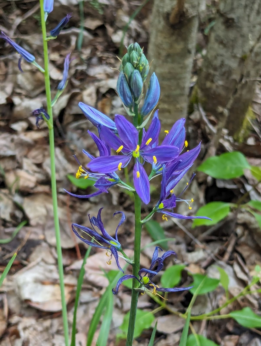 地元の水処理施設の敷地内におけるカマスの花の生息地の復元 