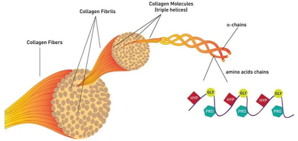 Unlocking the Genetic Code of Recombinant Collagen: A Powerhouse for Beauty and Health