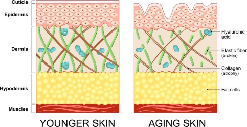 Unlocking the Genetic Code of Recombinant Collagen: A Powerhouse for Beauty and Health