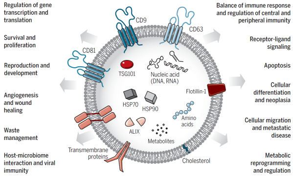 Morimatsu's Exosome Manufacturing Process Solutions: Facilitating Large-scale and High-quality Exosome Production